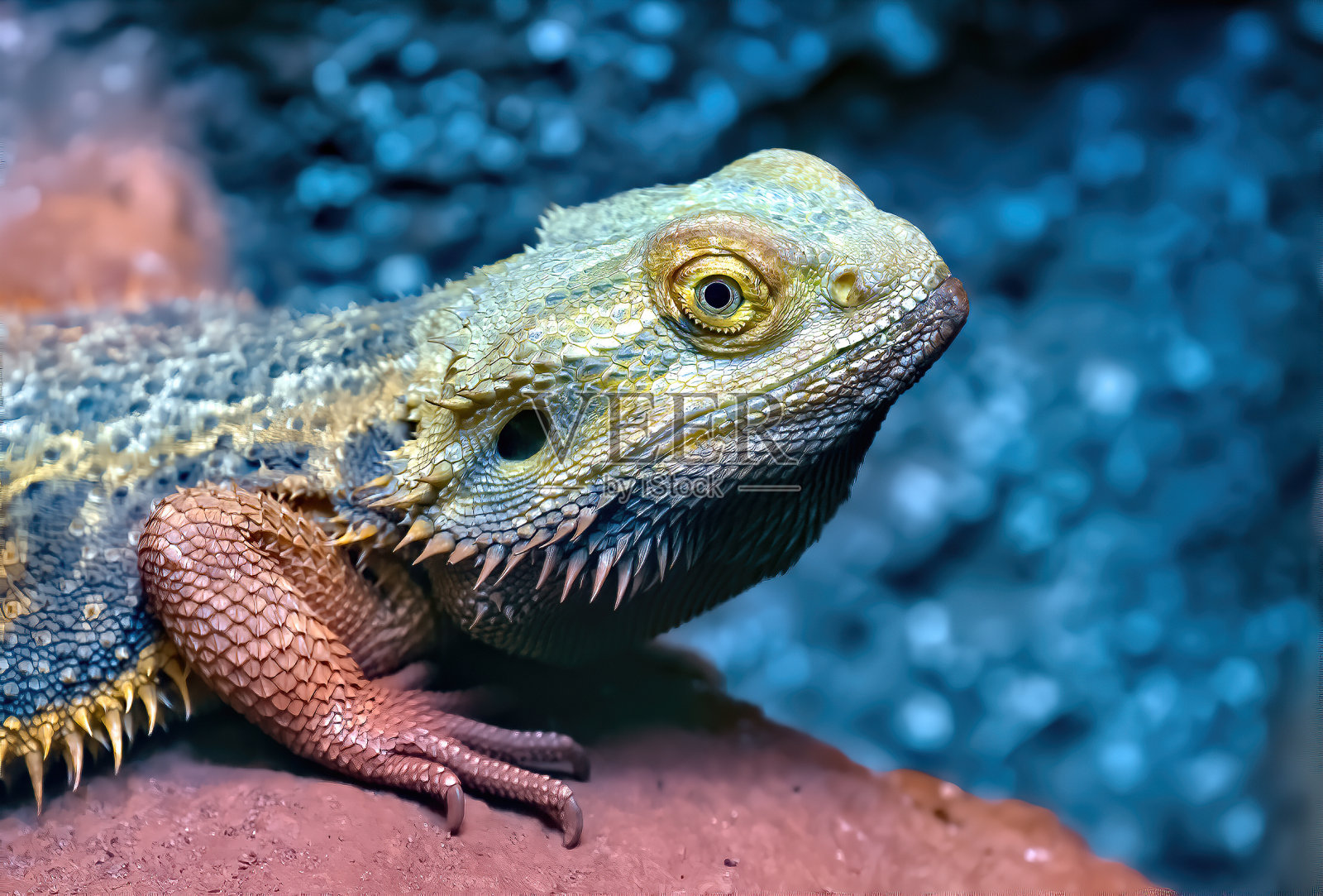 蜥蜴照片摄影图片