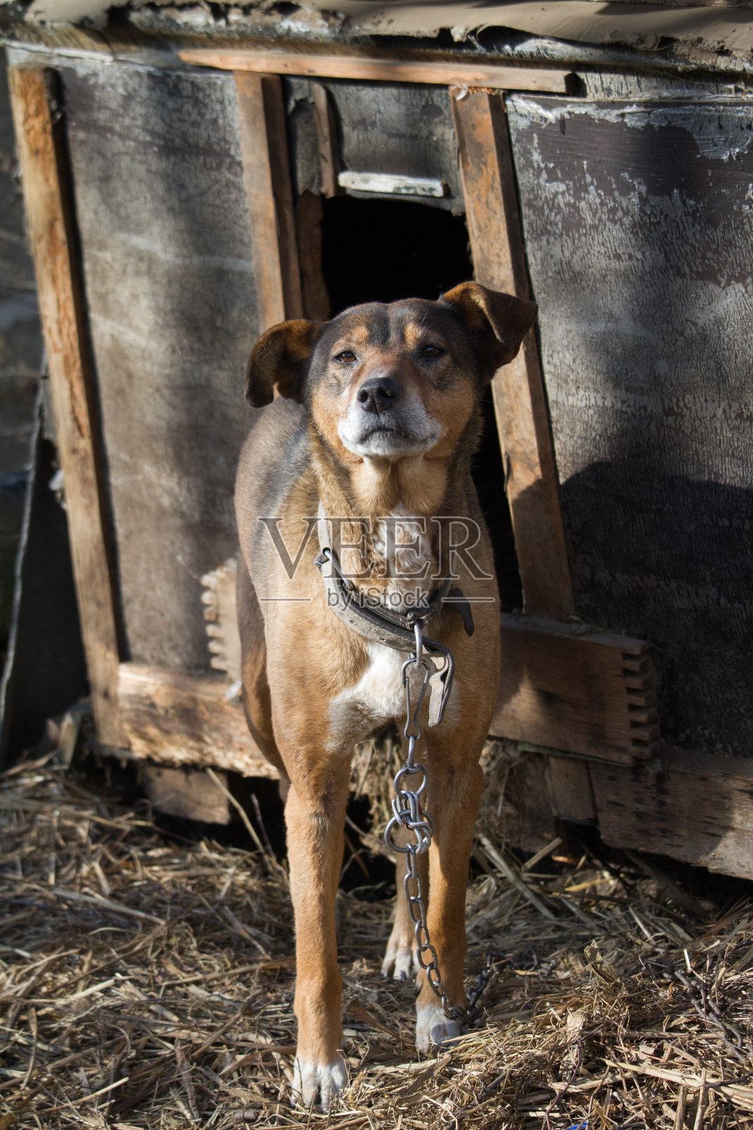 狗拴在木制的狗窝附近,狗守卫着一个房子在农村照片摄影图片