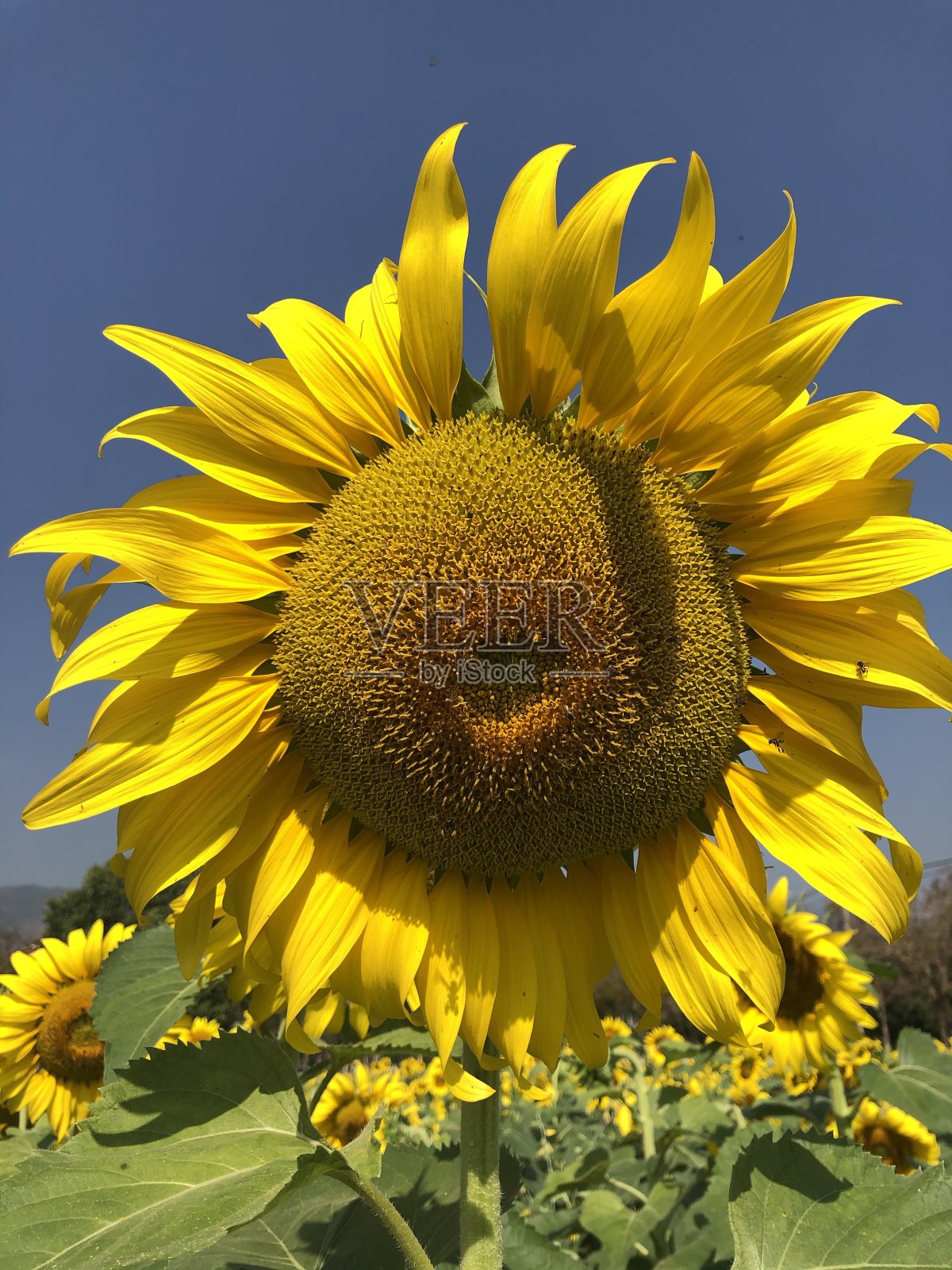 阳光明媚的日子里,向日葵盛开照片摄影图片