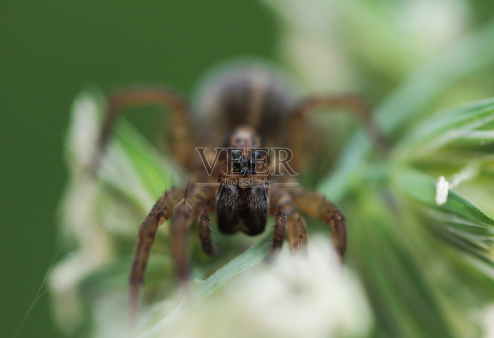 捕猎蜘蛛坐在一片绿叶上。部分聚焦于眼睛照片摄影图片