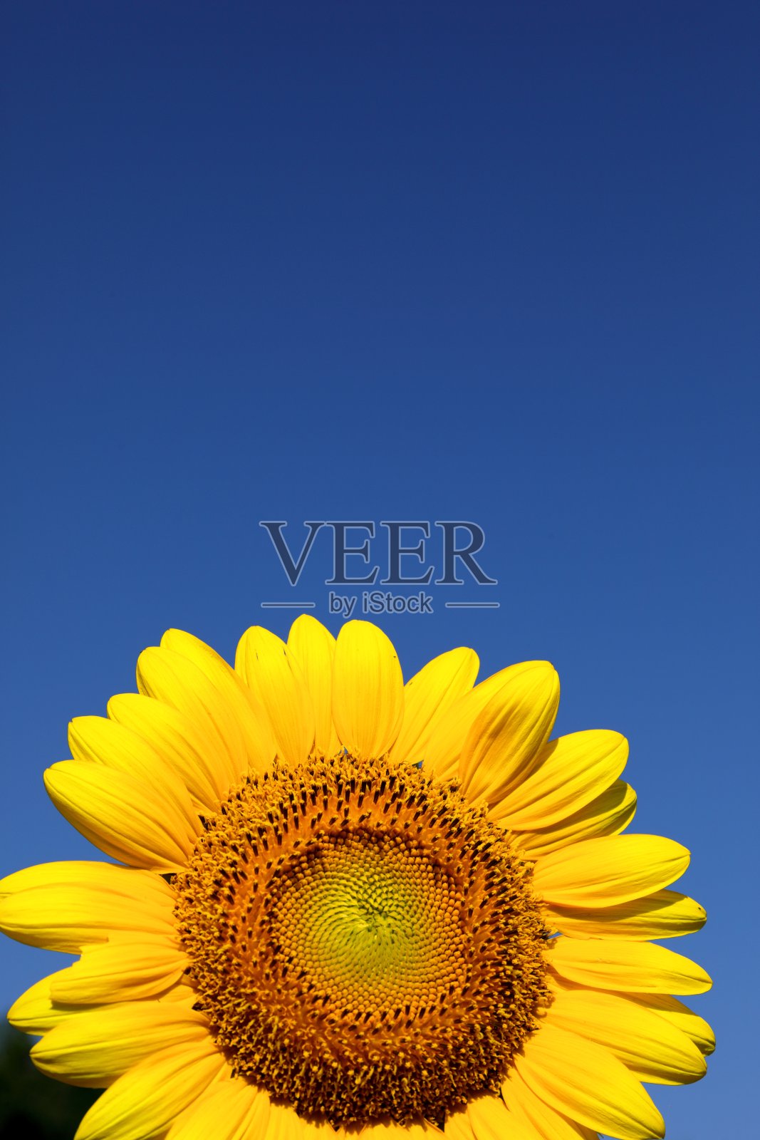 向日葵照片摄影图片