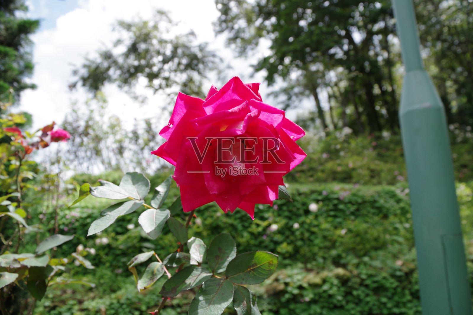 玫瑰照片摄影图片