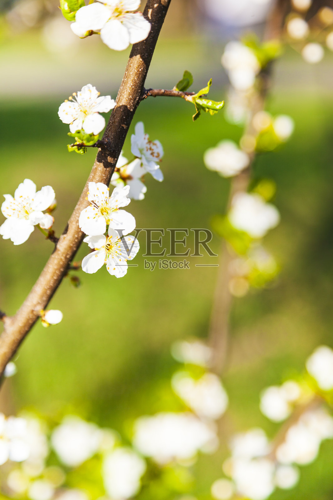 春天开花的树枝。照片摄影图片