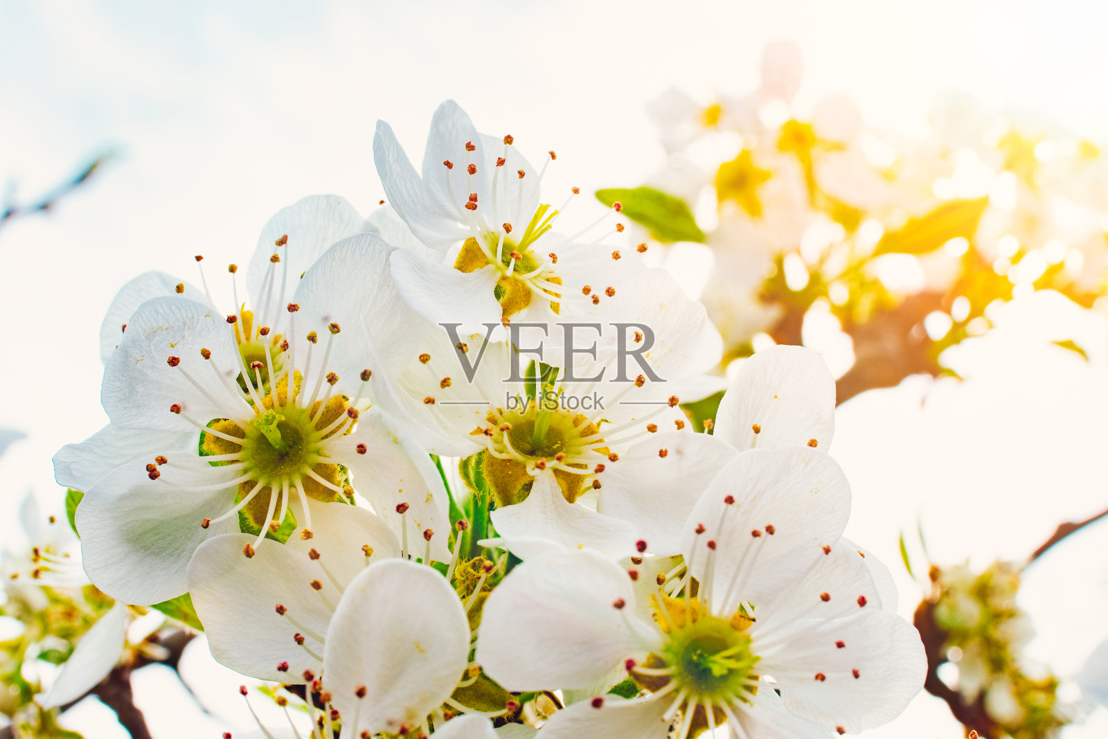 樱花在阳光下盛开照片摄影图片