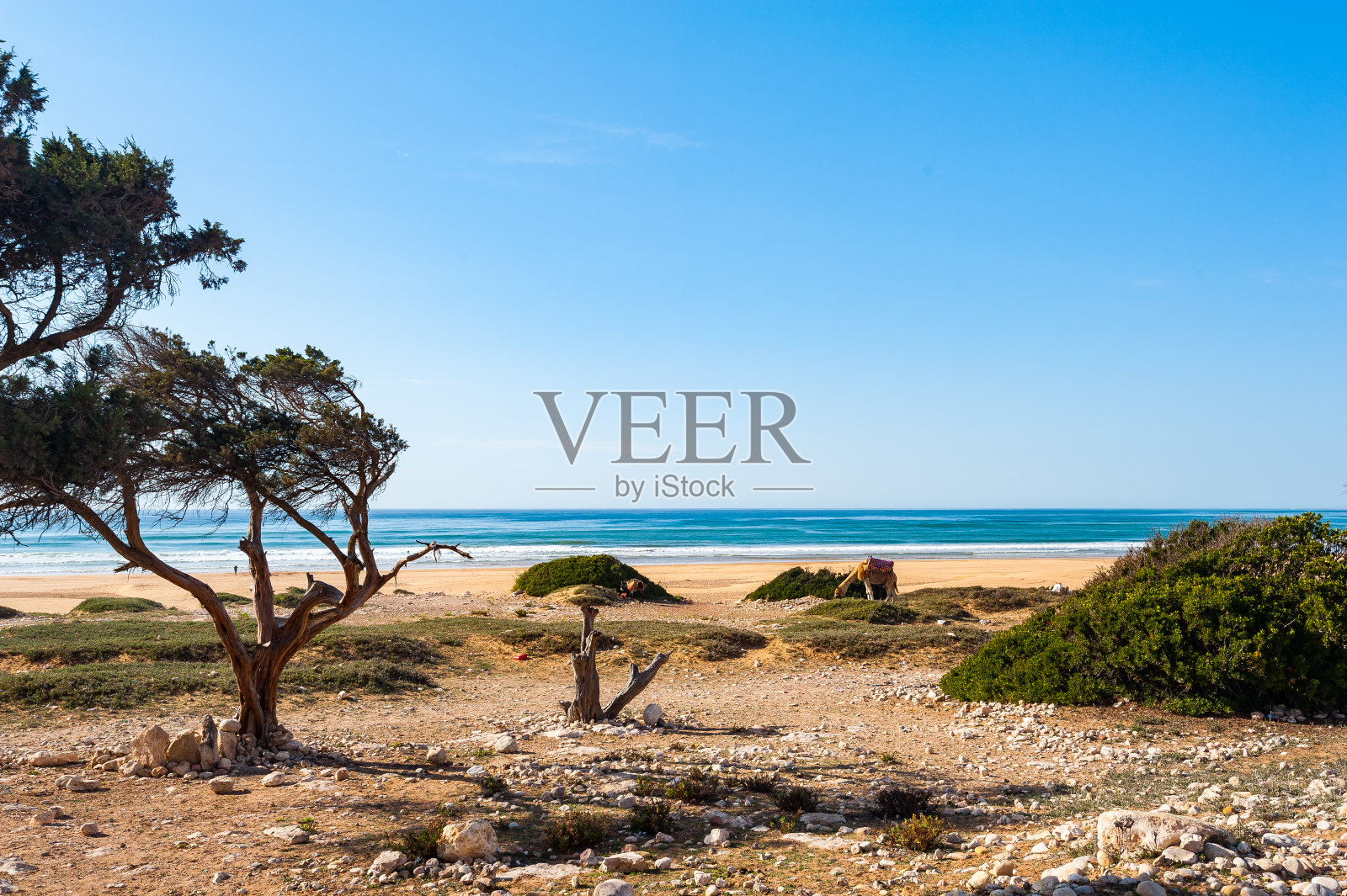 骆驼和驴站在摩洛哥的Sidi Kouki海滩上,还有岩石和树木照片摄影图片