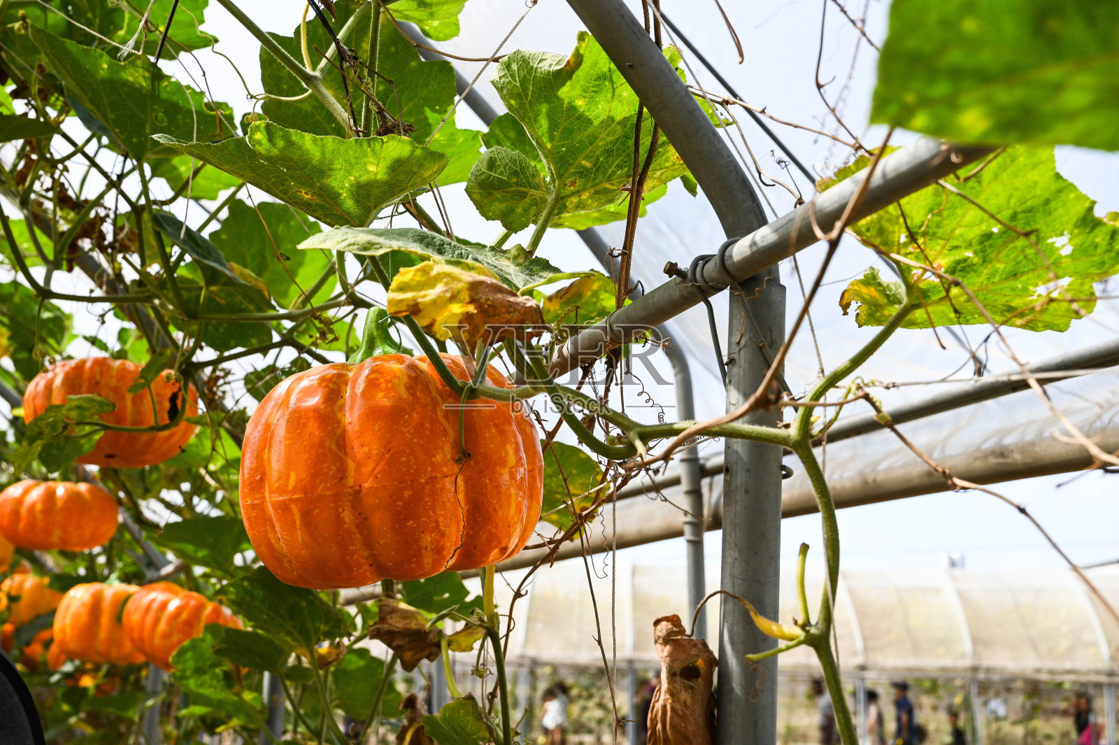 用假南瓜装饰的隧道。照片摄影图片