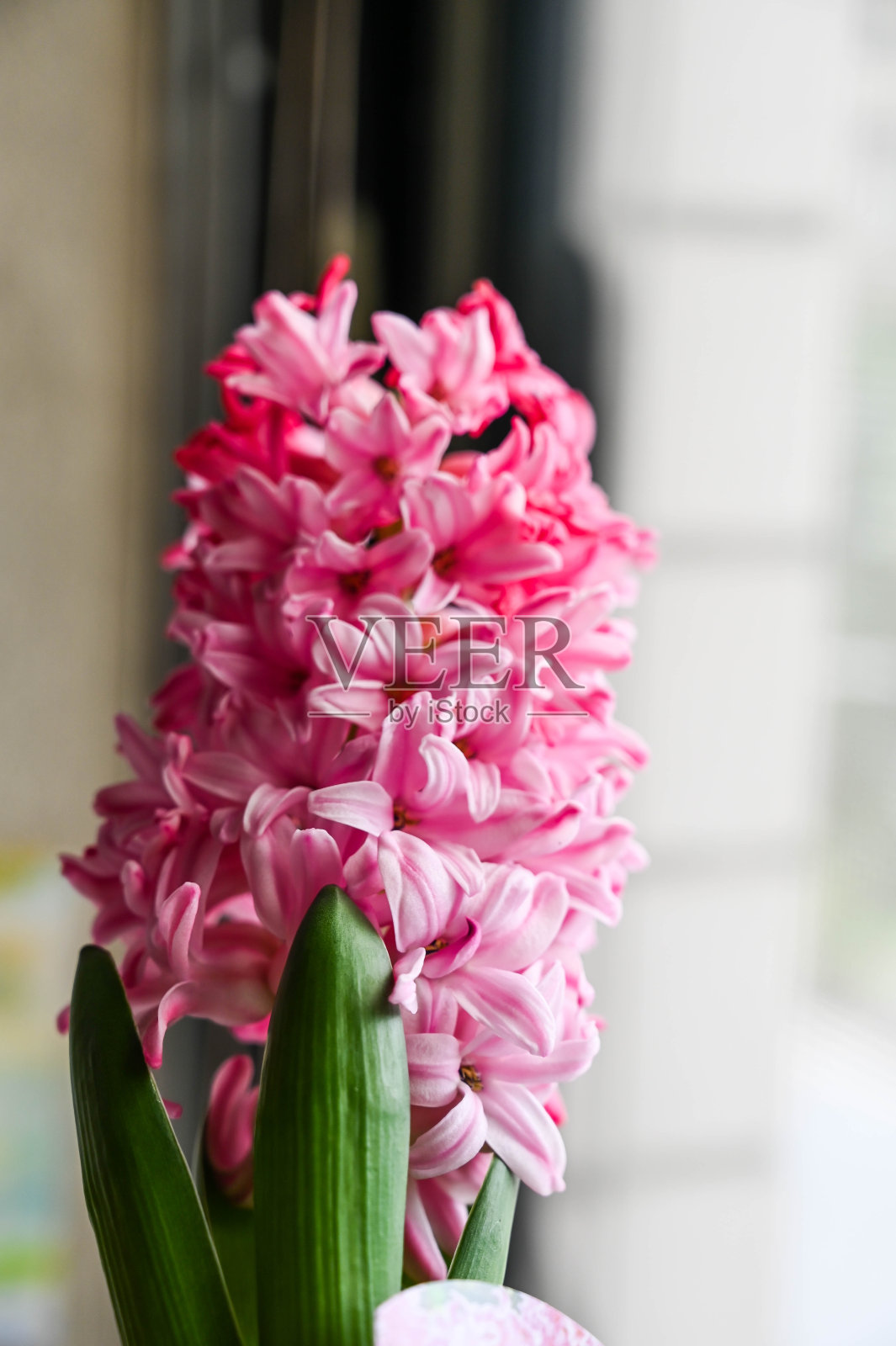 窗边的风信子。照片摄影图片