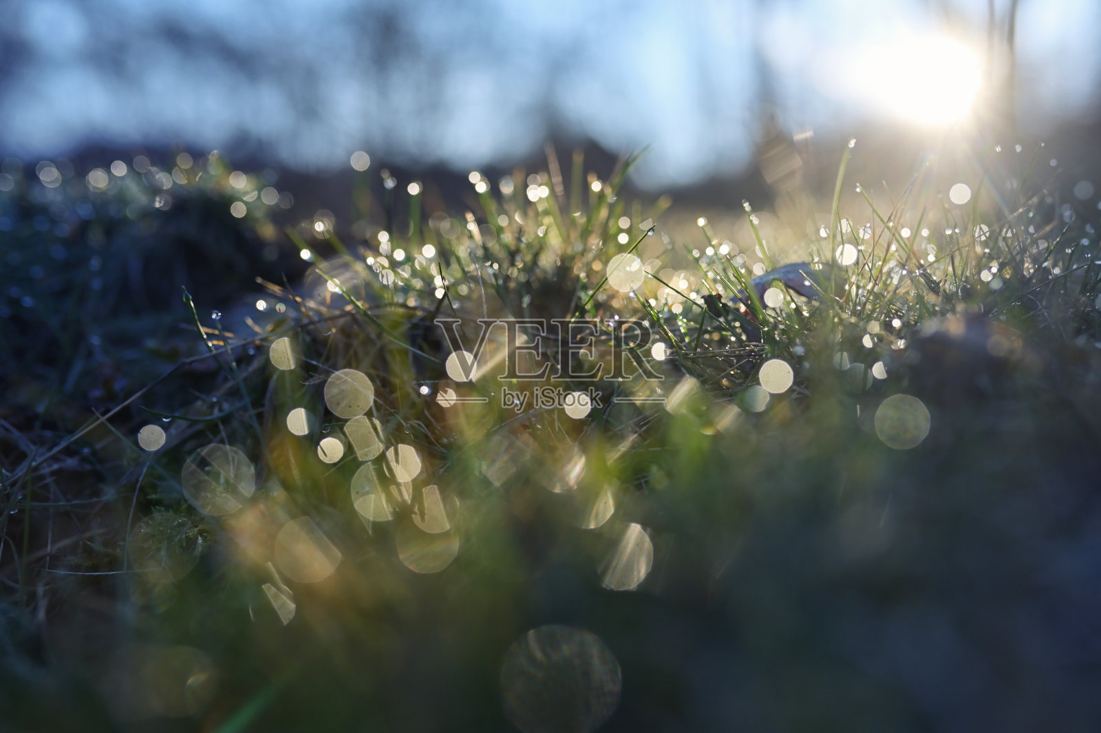 清晨田野上新鲜的草上有露珠照片摄影图片