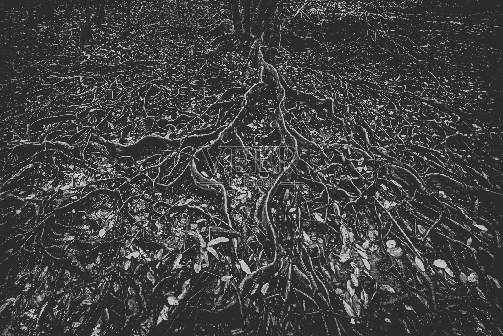 大自然的艺术,红树林照片摄影图片