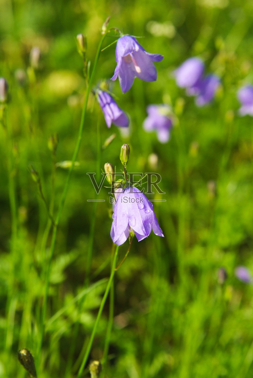 风铃花盛开在挪威弗洛姆的自然景观中。钟花开在绿色的田野上。阳光明媚的户外,绽放着紫罗兰花瓣。自然和环境。花卉商店。夏天的心情照片摄影图片