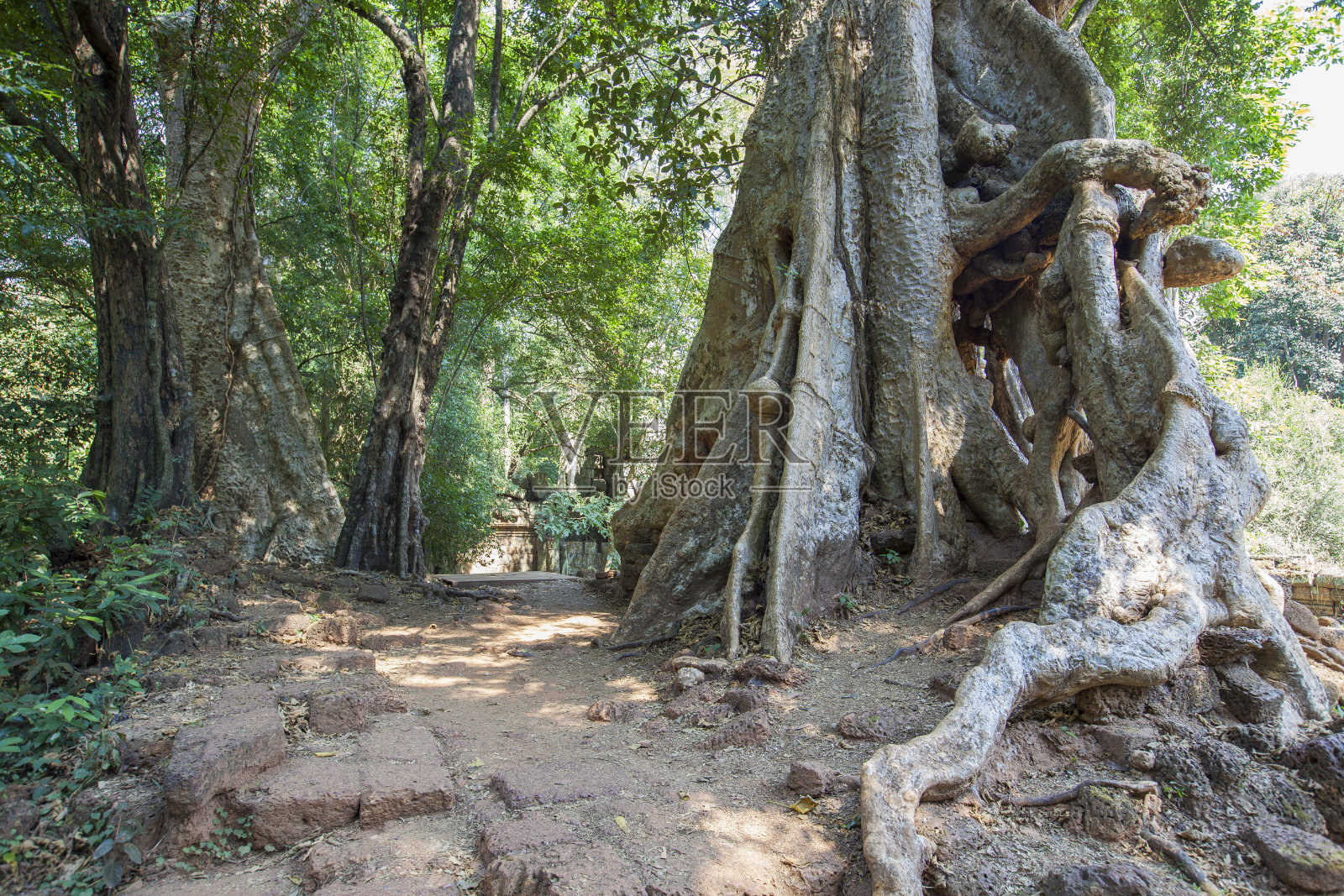 北卡良照片摄影图片