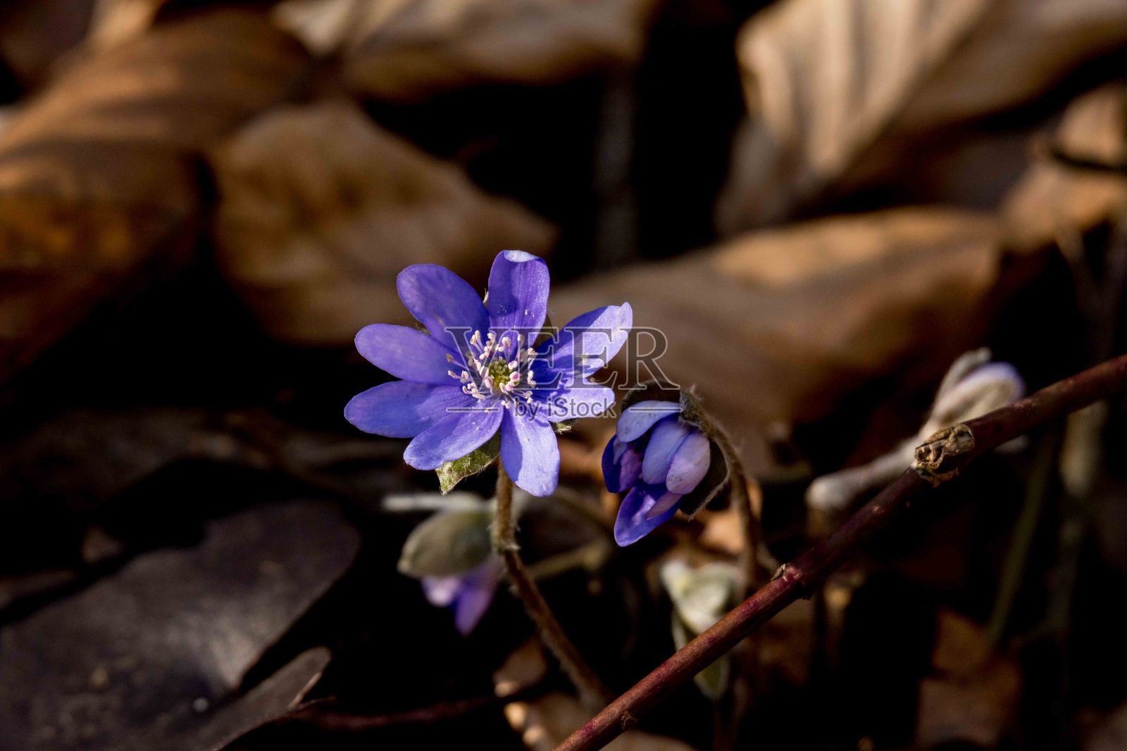 赫帕蒂卡·诺比利斯照片摄影图片