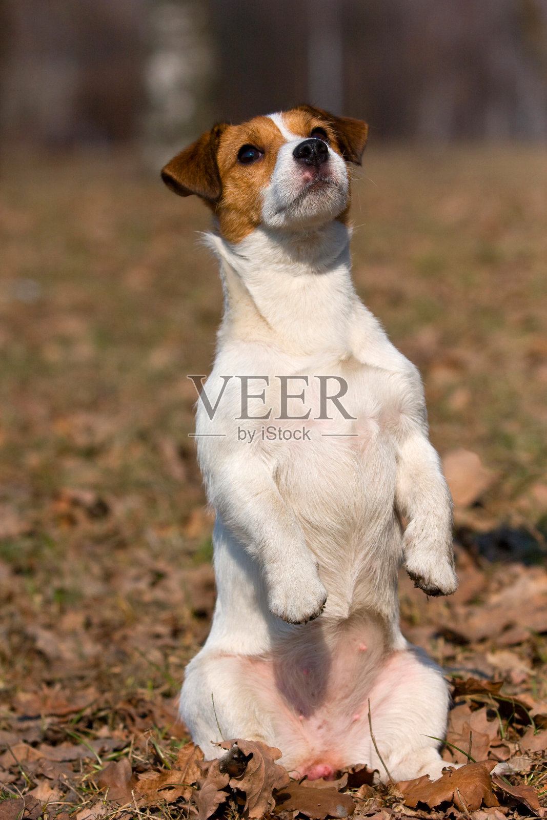 秋天,杰克罗素梗用后腿站立在街上。照片摄影图片