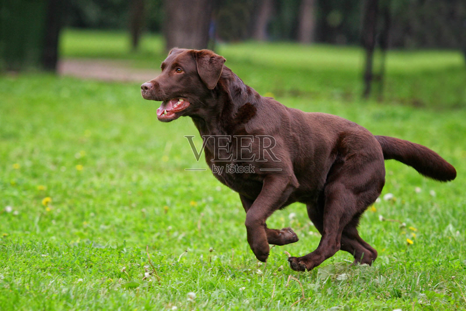 棕色的拉布拉多狗在夏天带着玩具在草地上奔跑照片摄影图片