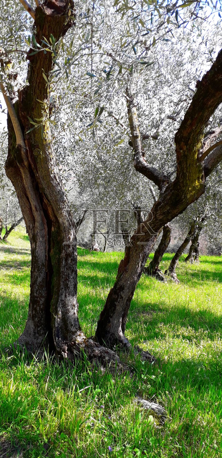 意大利Berici山照片摄影图片