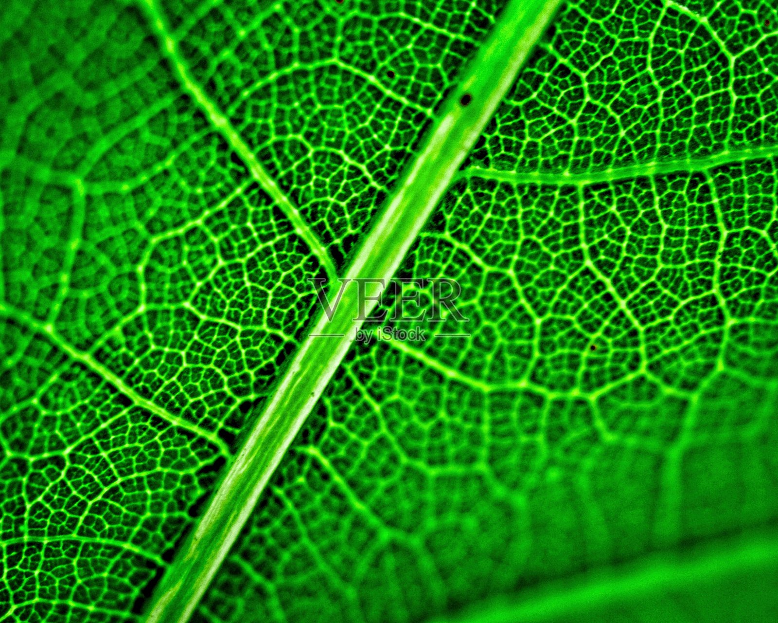 叶子特写照片摄影图片