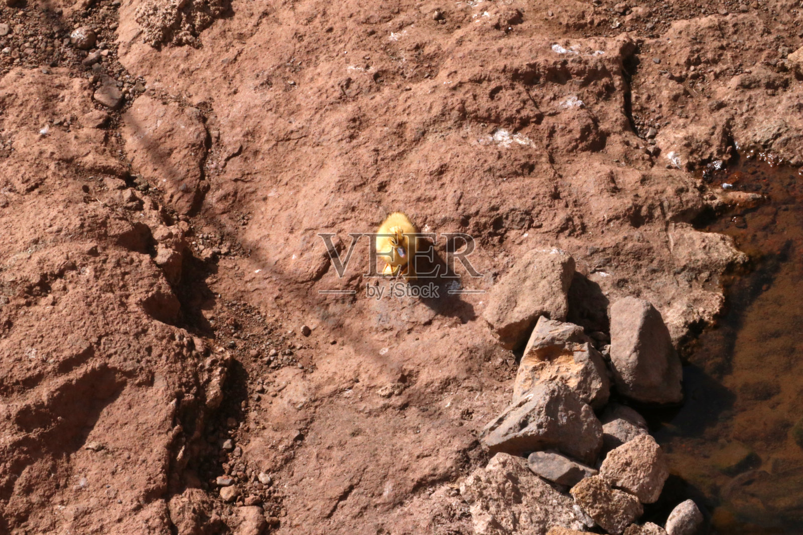 年轻的鸟照片摄影图片