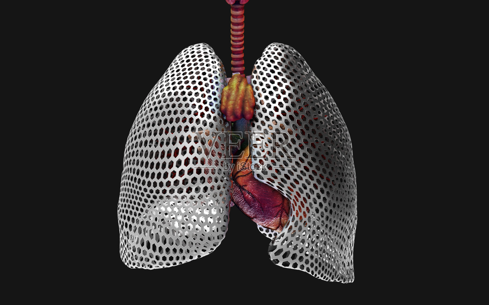 人体的铁肺和呼吸系统。照片摄影图片