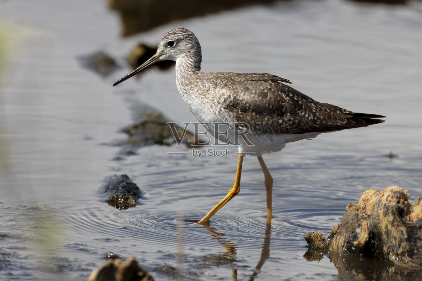 更大的黄足鹞照片摄影图片