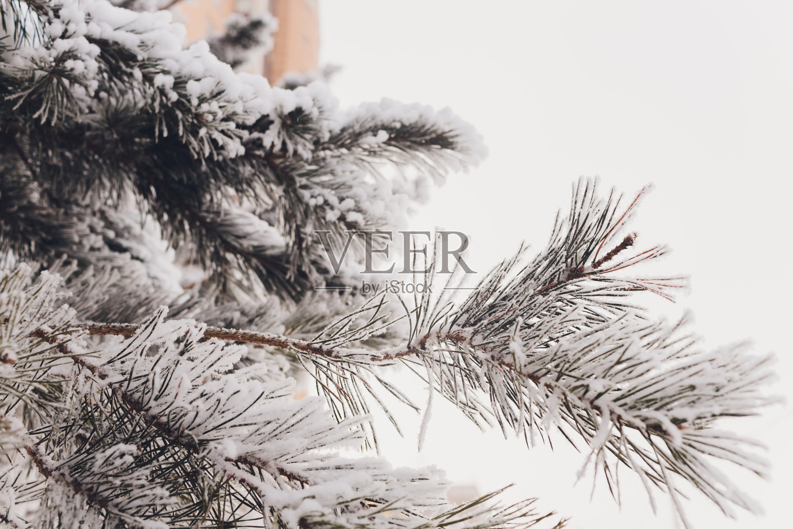 圣诞节常青的云杉上挂满了新鲜的白雪。照片摄影图片