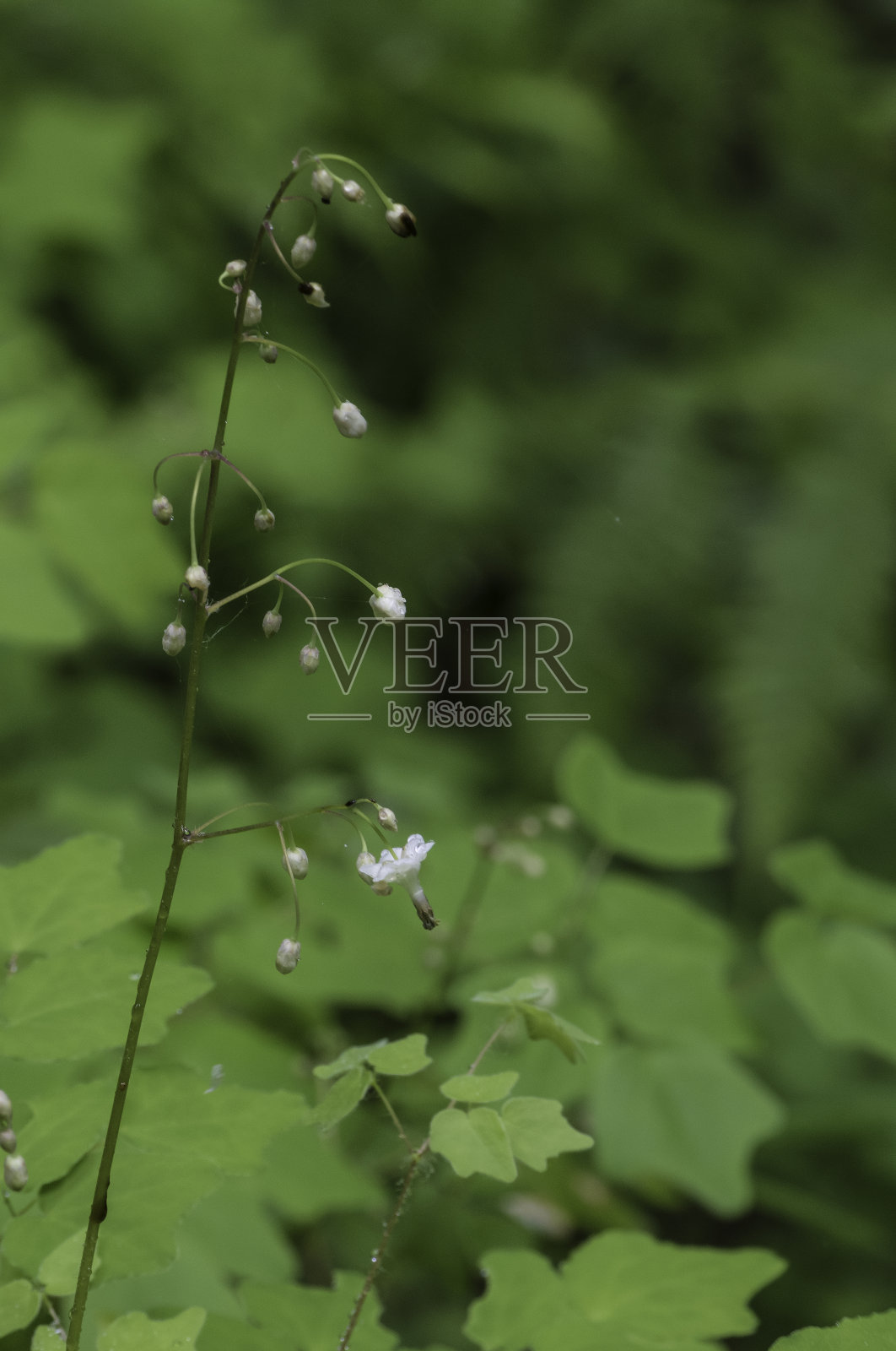从内到外的红木花,温哥华,草原河红木州立公园照片摄影图片