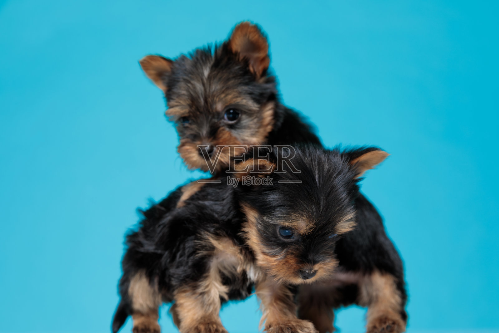 站在蓝色背景上的可爱情侣约克夏梗照片摄影图片