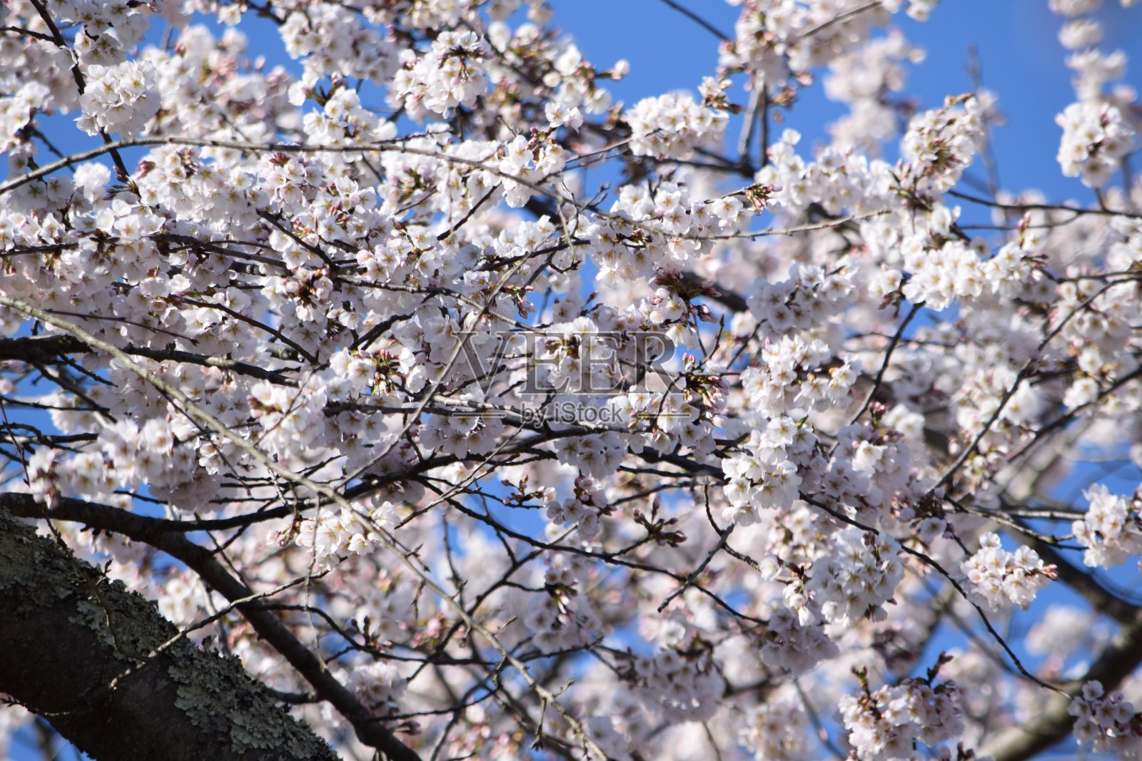 华盛顿特区的樱花照片摄影图片