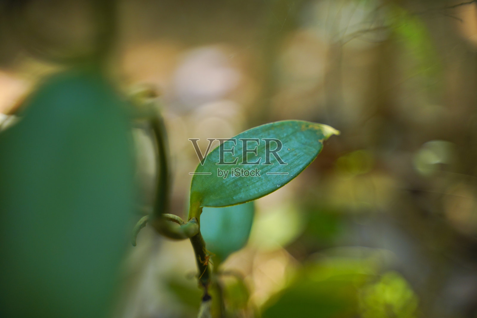 绿色新鲜香草树叶在树上照片摄影图片