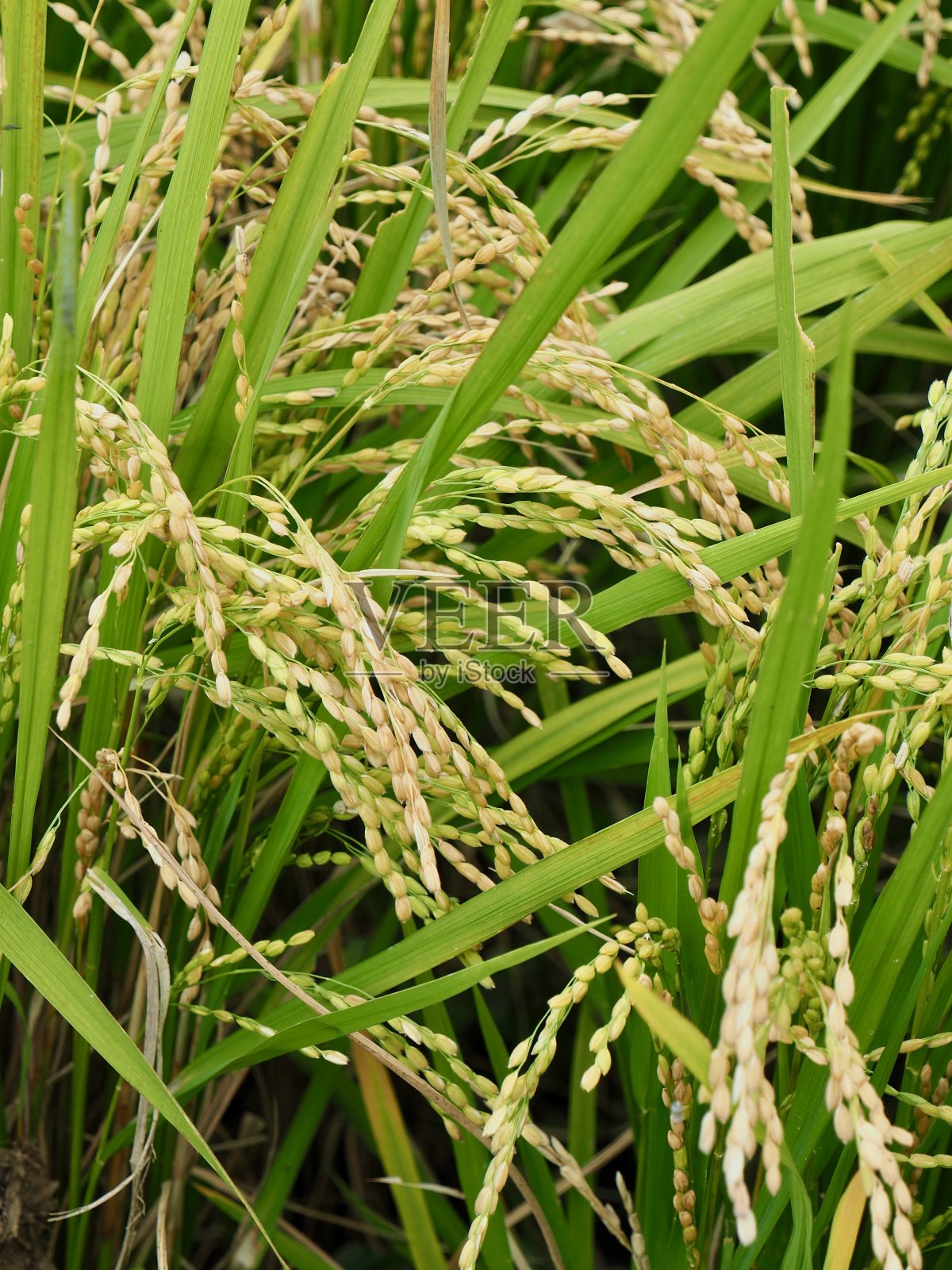 韩国清州的稻田景观照片摄影图片