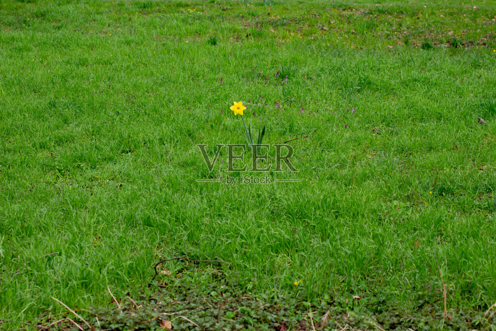 单朵水仙花孤零零地站在中央,四周是草,也叫水仙照片摄影图片