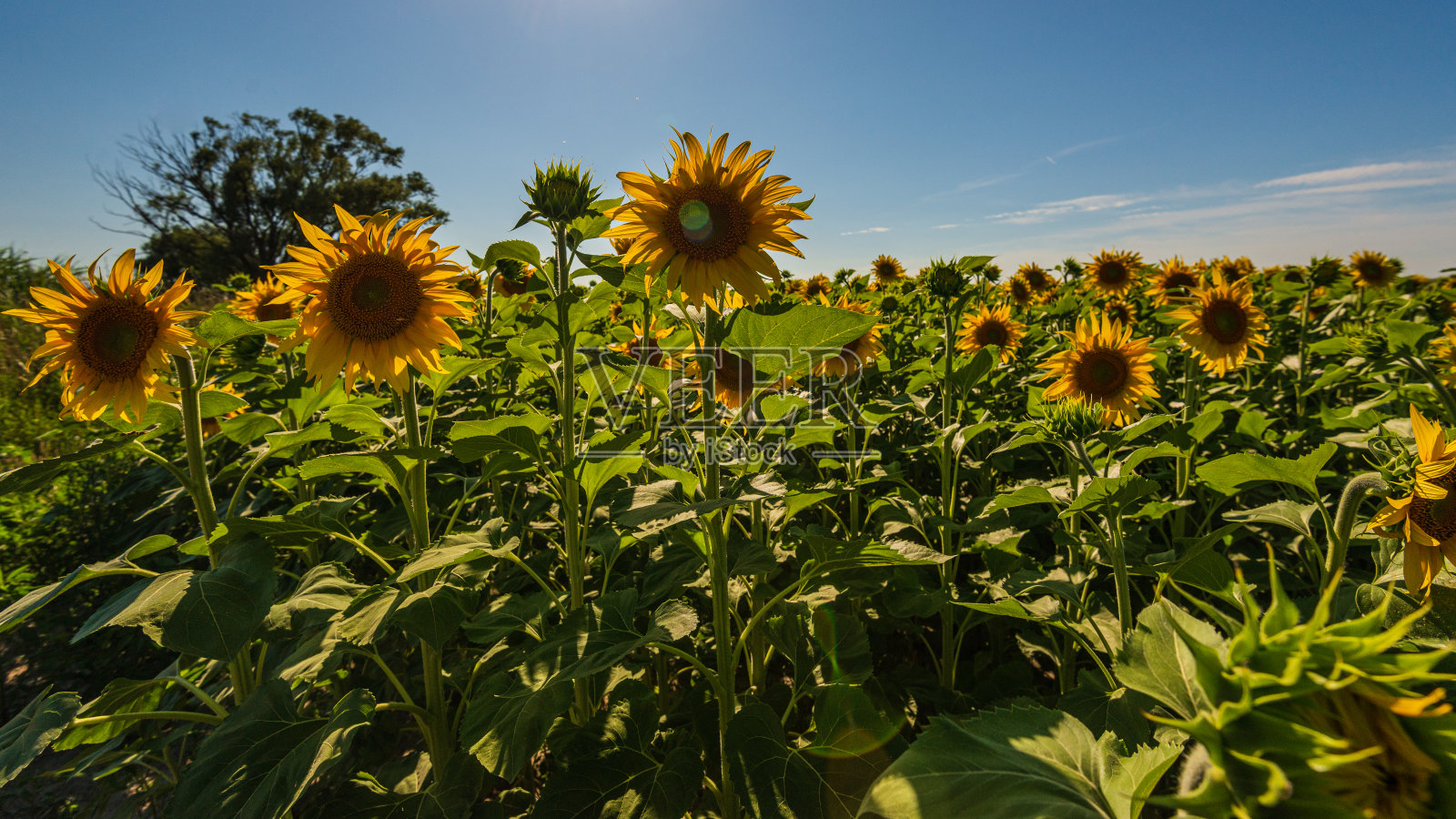 法国普罗旺斯Camargue国家公园内的乡村景观照片摄影图片