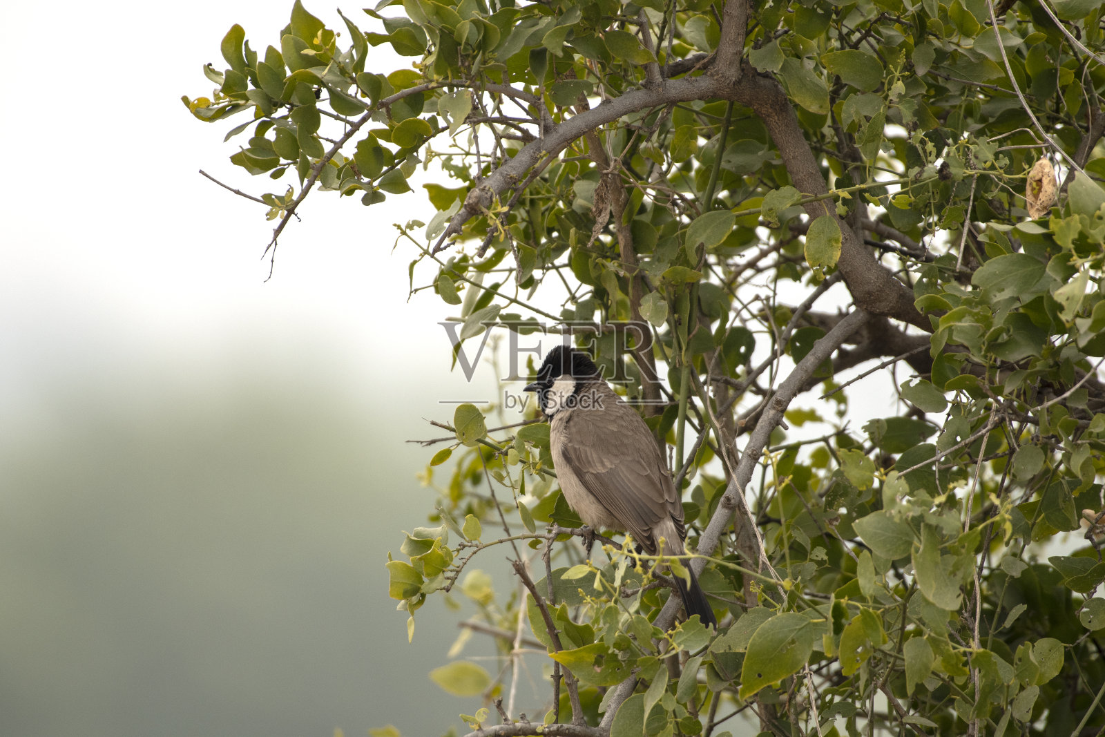 栖息在布什照片摄影图片