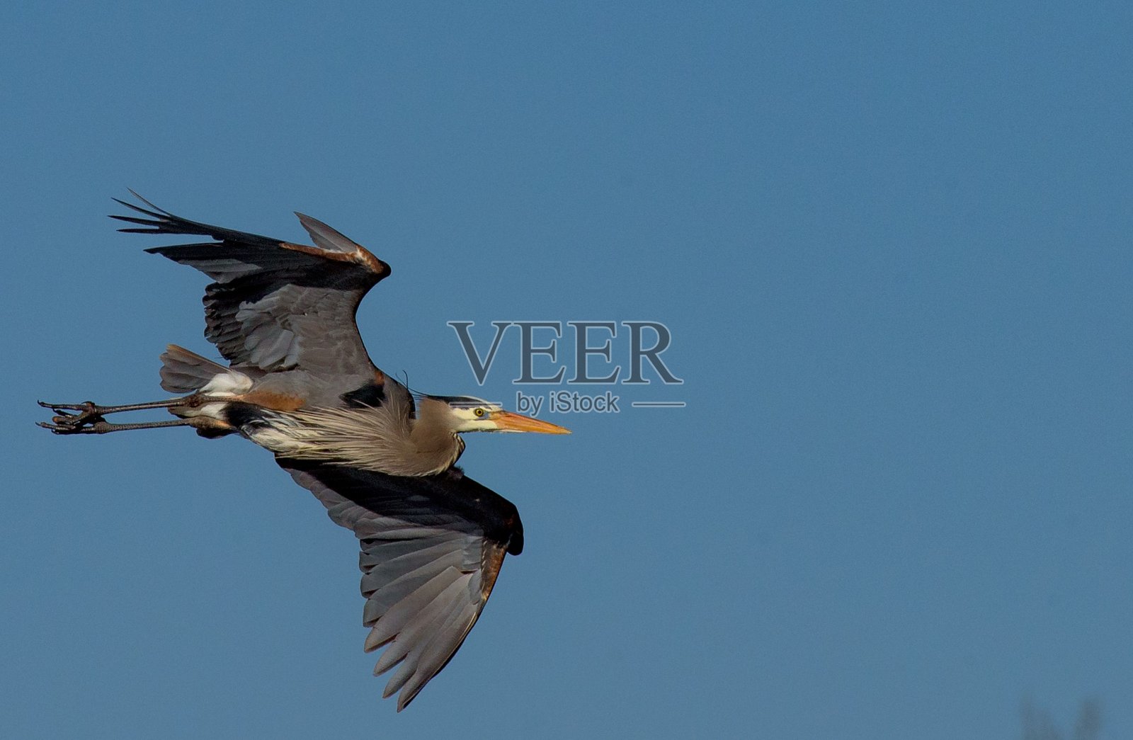 一只飞翔的大蓝鹭照片摄影图片