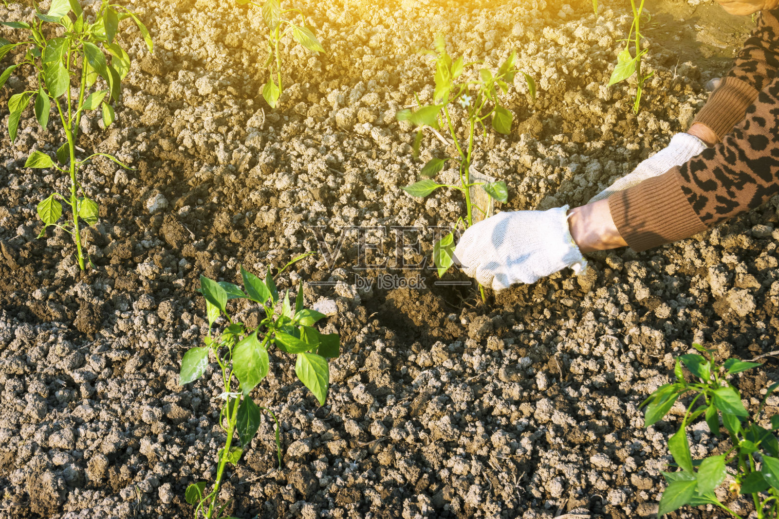 农民在春天的阳光下种植辣椒照片摄影图片