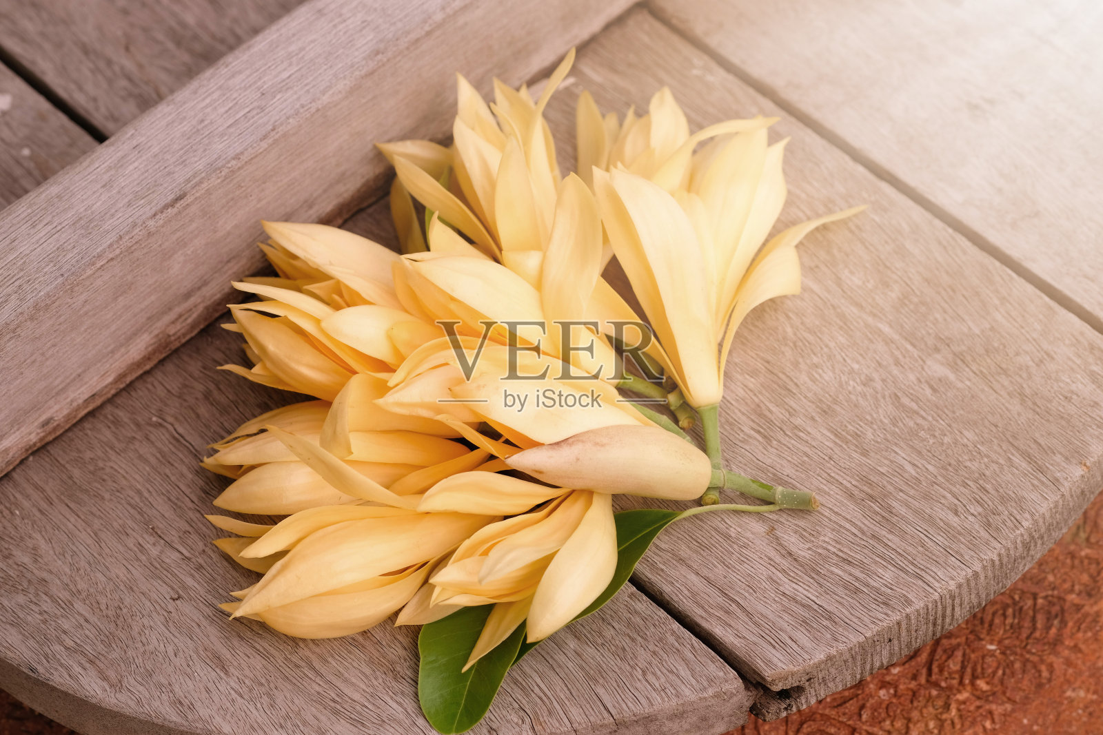 阳光下木制的白色花。照片摄影图片