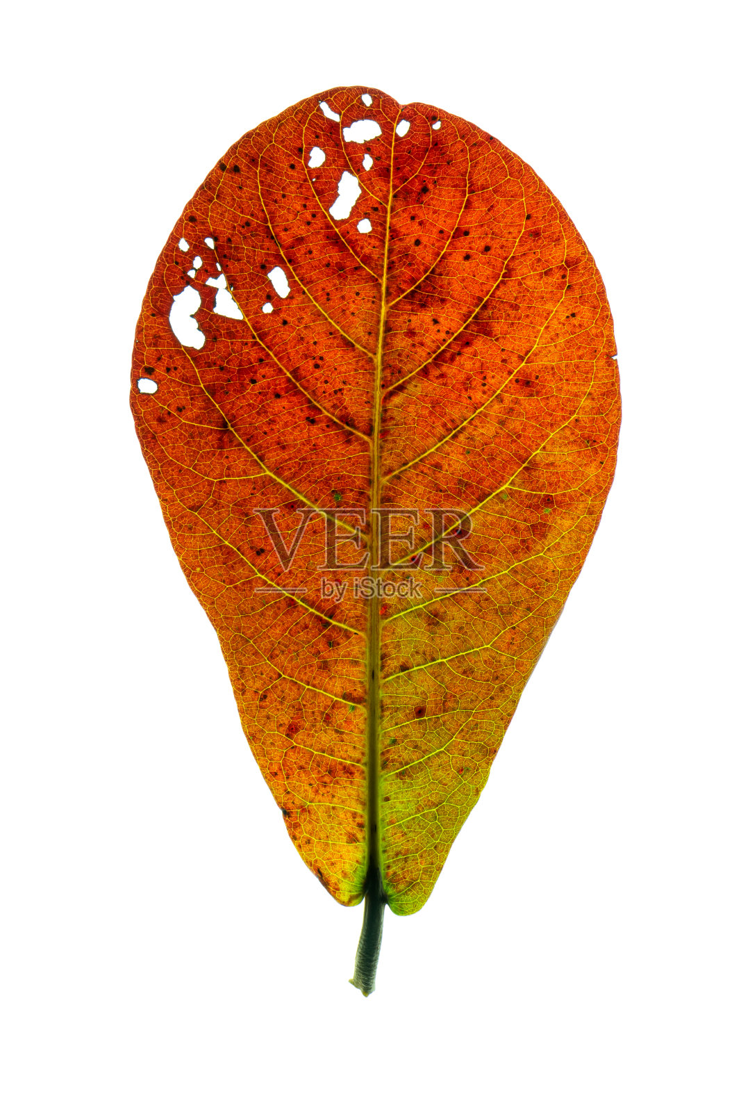 靠近海杏仁叶在白色的背景照片摄影图片