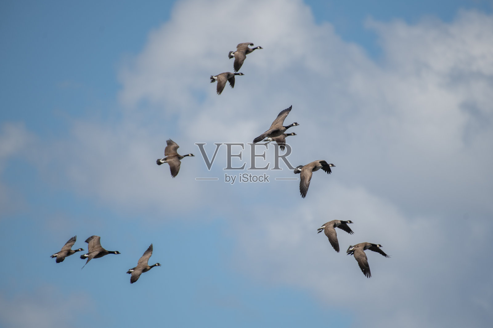 近距离观察飞行中的加拿大鹅照片摄影图片