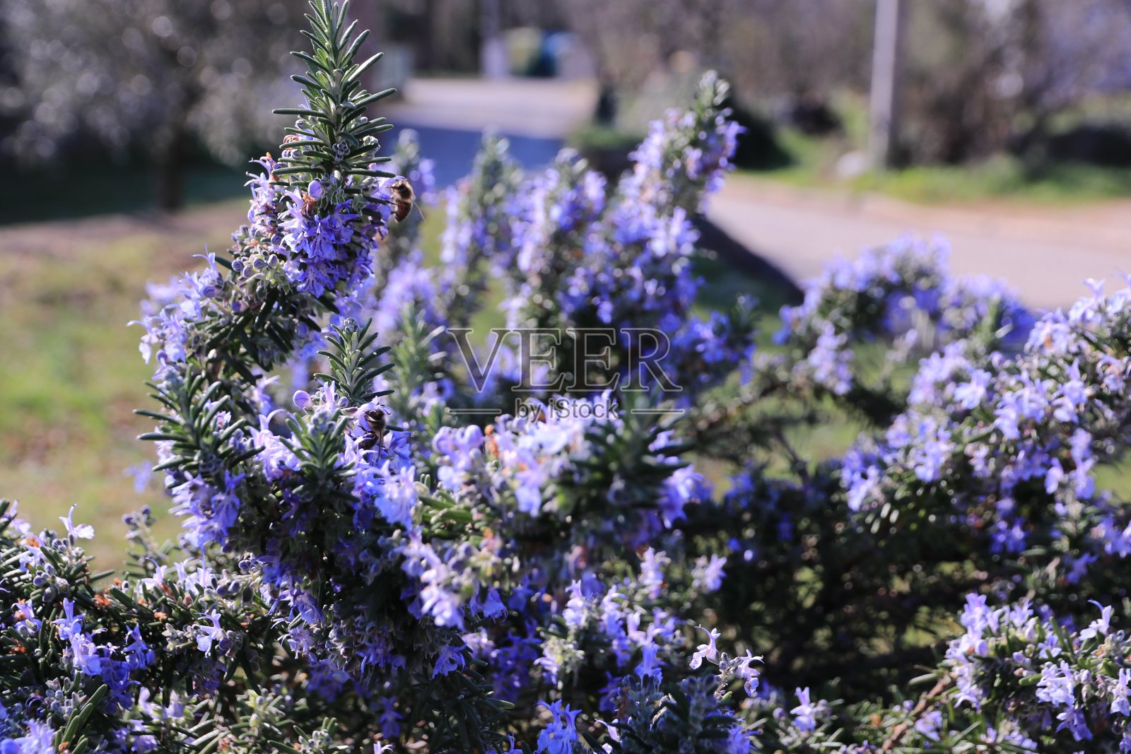开花的迷迭香照片摄影图片