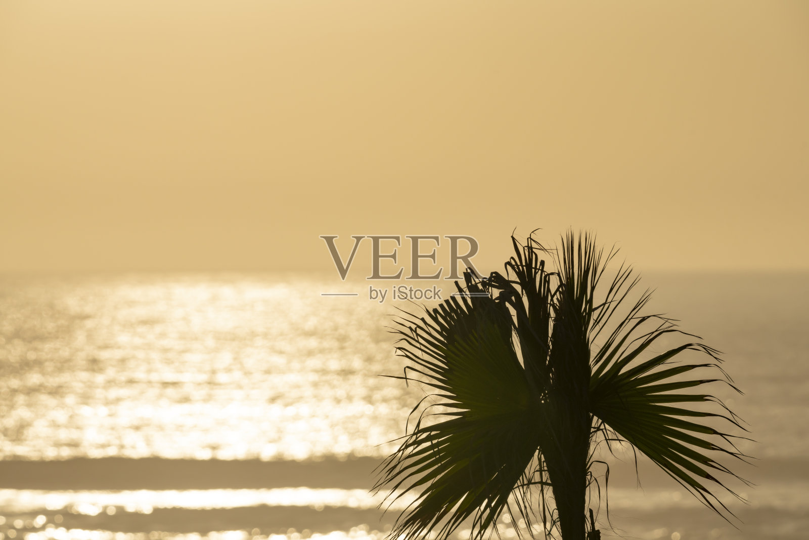 Taghazout的一棵棕榈树照片摄影图片