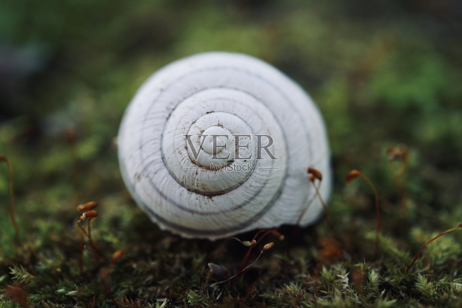 大自然中的白色蜗牛照片摄影图片