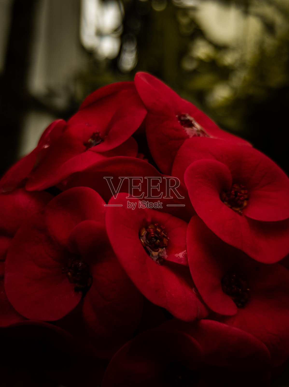 红色的花照片摄影图片