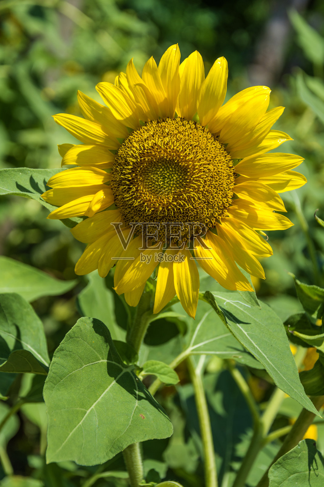 向日葵在近距离观看照片摄影图片