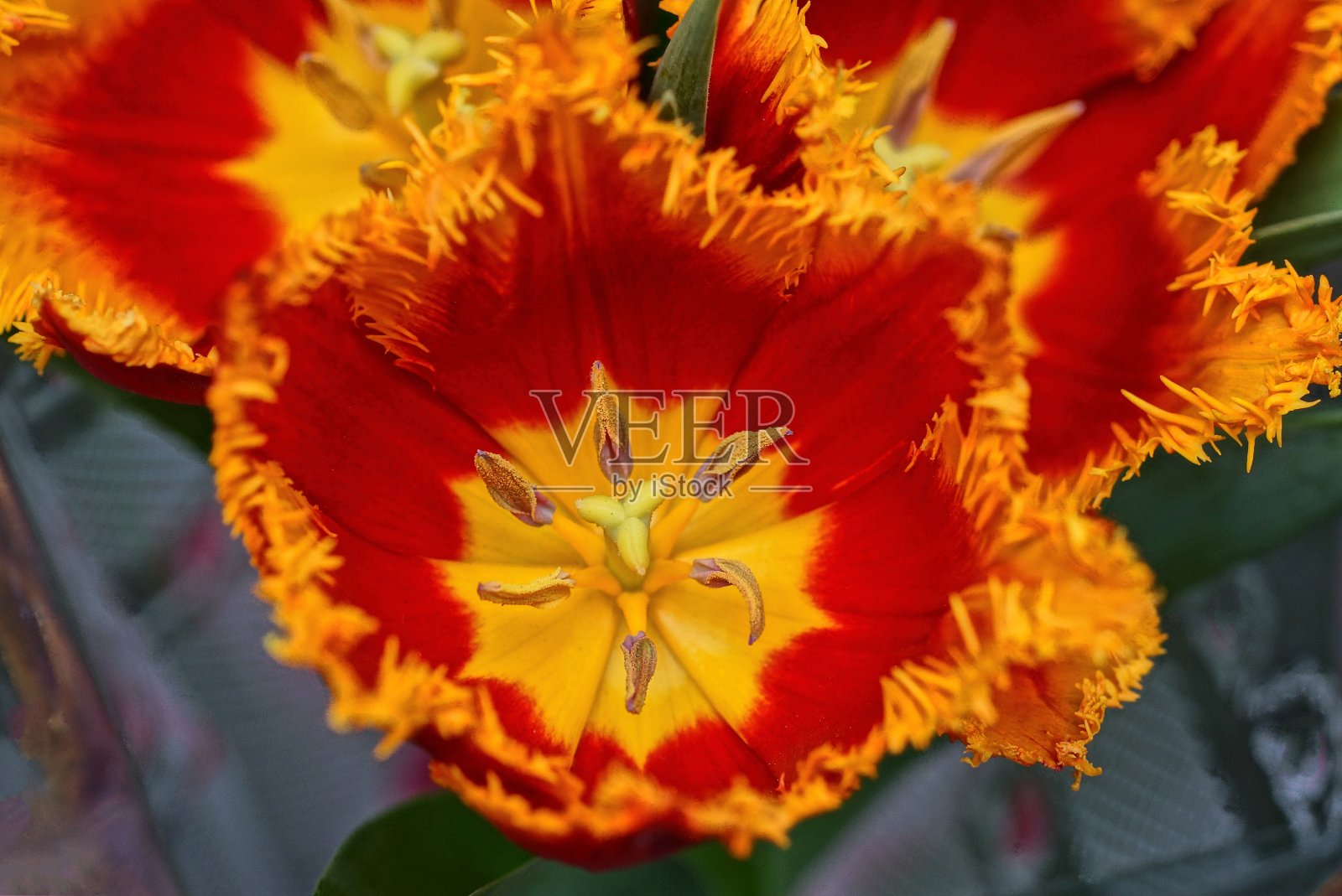 一朵红色的黄色郁金香花的大花蕾照片摄影图片