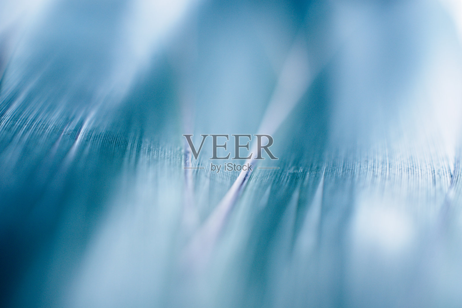 一种热带植物的叶子。特写镜头。照片摄影图片