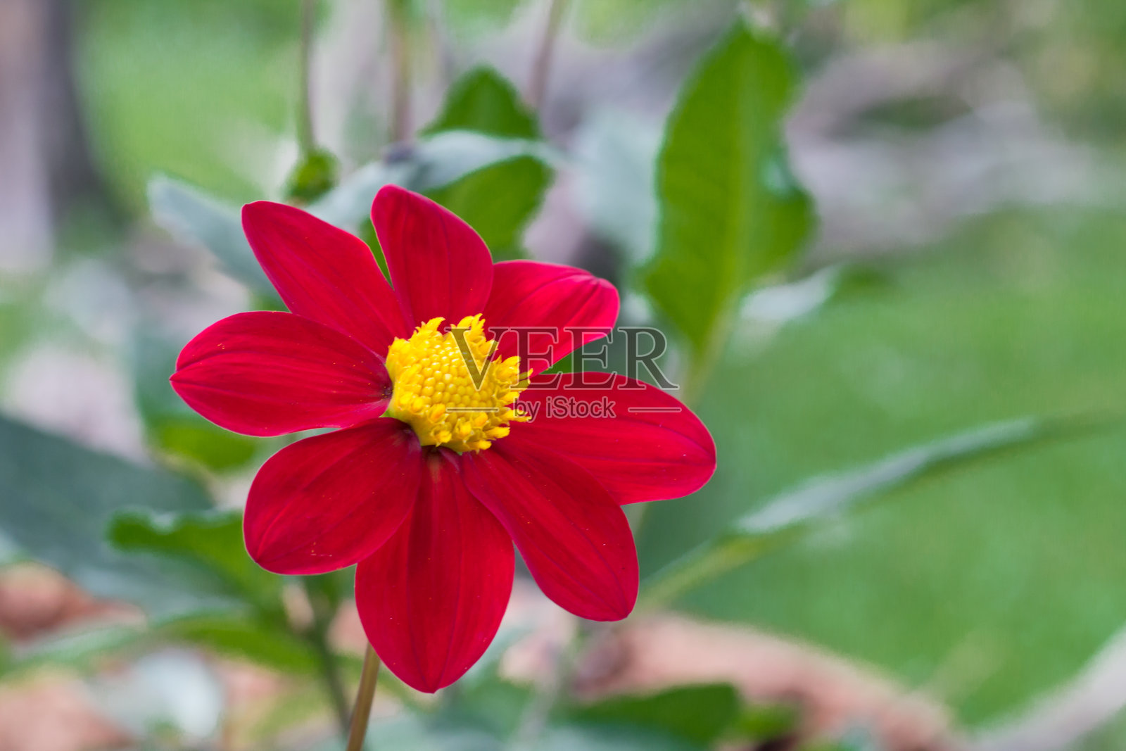 红色大丽花的细节,黄色的中心和无聚焦的背景照片摄影图片