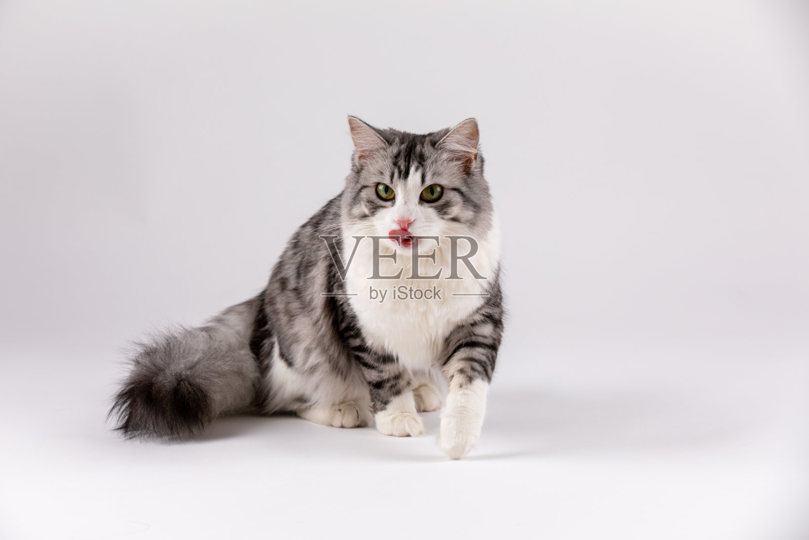 猫舔她的嘴唇。可爱的饿猫舔嘴唇照片摄影图片