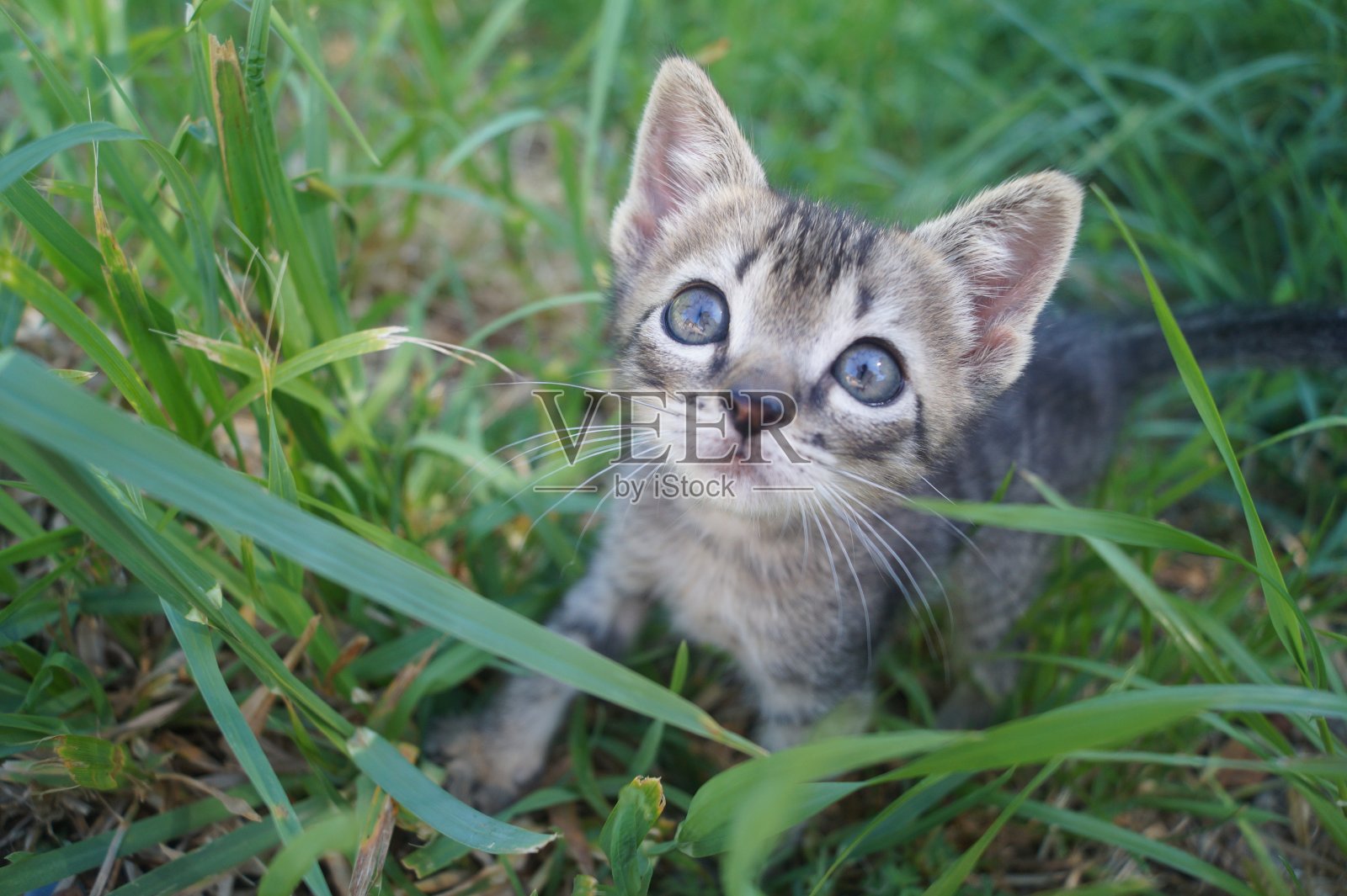 小猫照片摄影图片