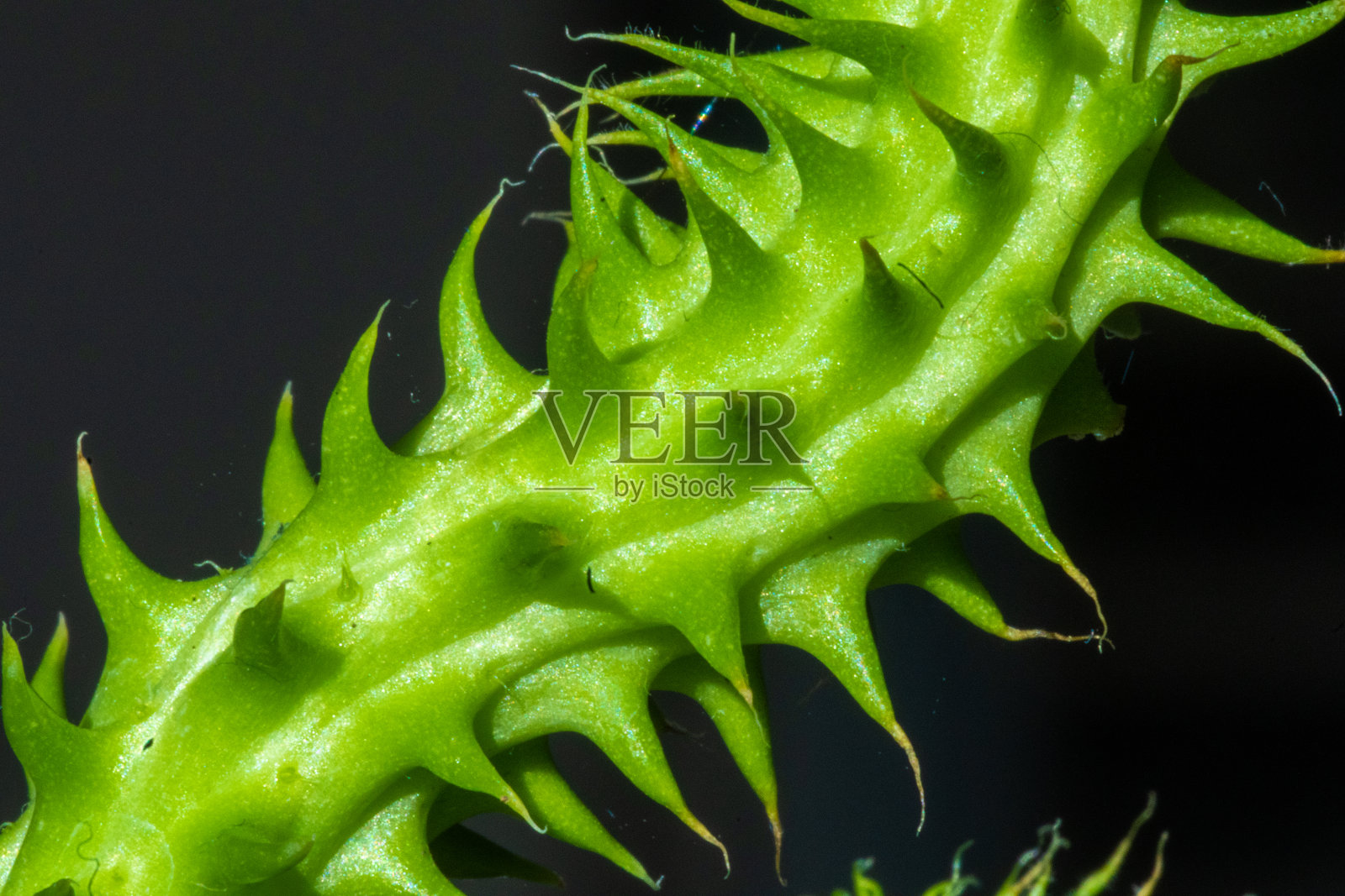 肉质植物的一个分支的特写照片摄影图片