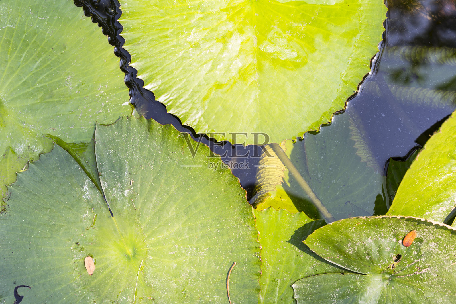 绿荷叶背景,户外昼光照片摄影图片