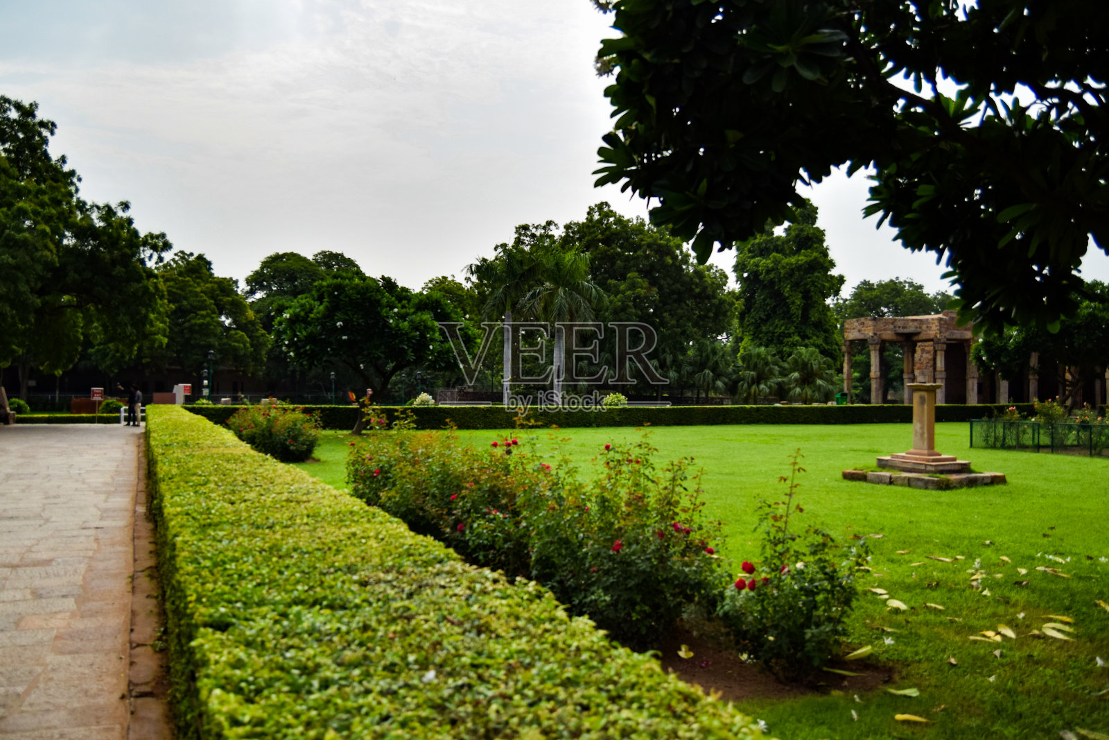 绿色的大树环绕在罗迪花园德里,大树在丛林中照片摄影图片